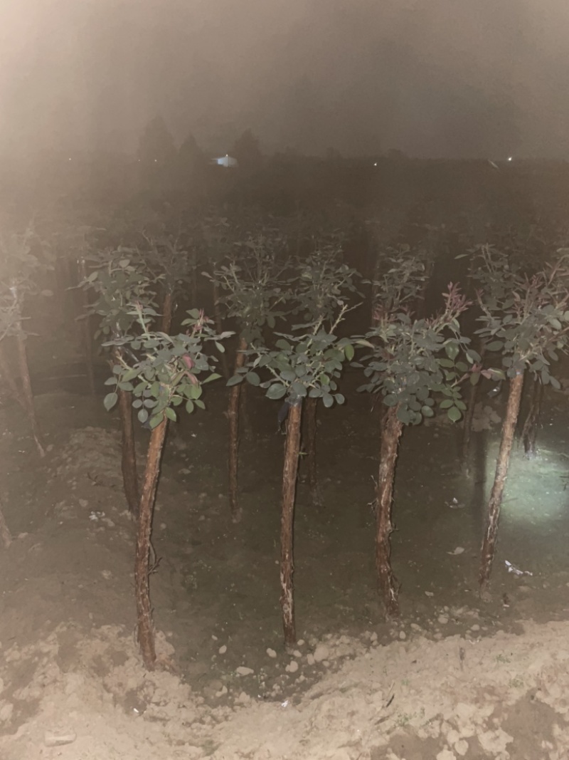 山木香树桩月季基地直发，货真价实