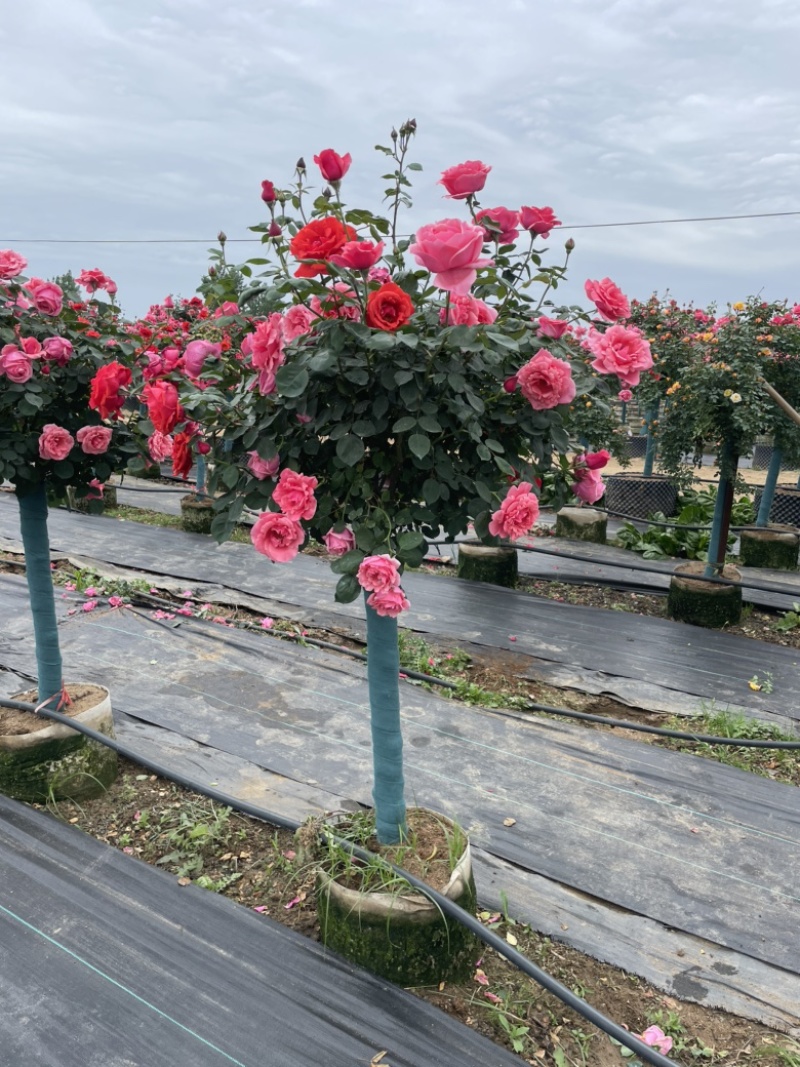 山木香树桩月季基地直发，货真价实