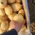 山东荷兰十五土豆原产地小棚货规格齐全按要求包装24年新品