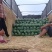 砀山甜王西瓜大量上货源充足，甜度高产地直发