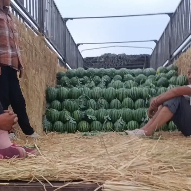 砀山甜王西瓜大量上货源充足，甜度高产地直发