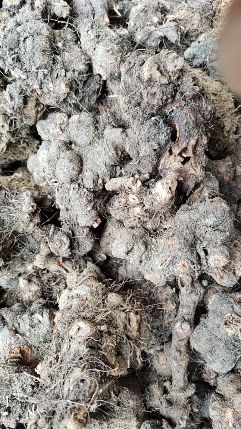 金荞麦子，也叫野桥南，