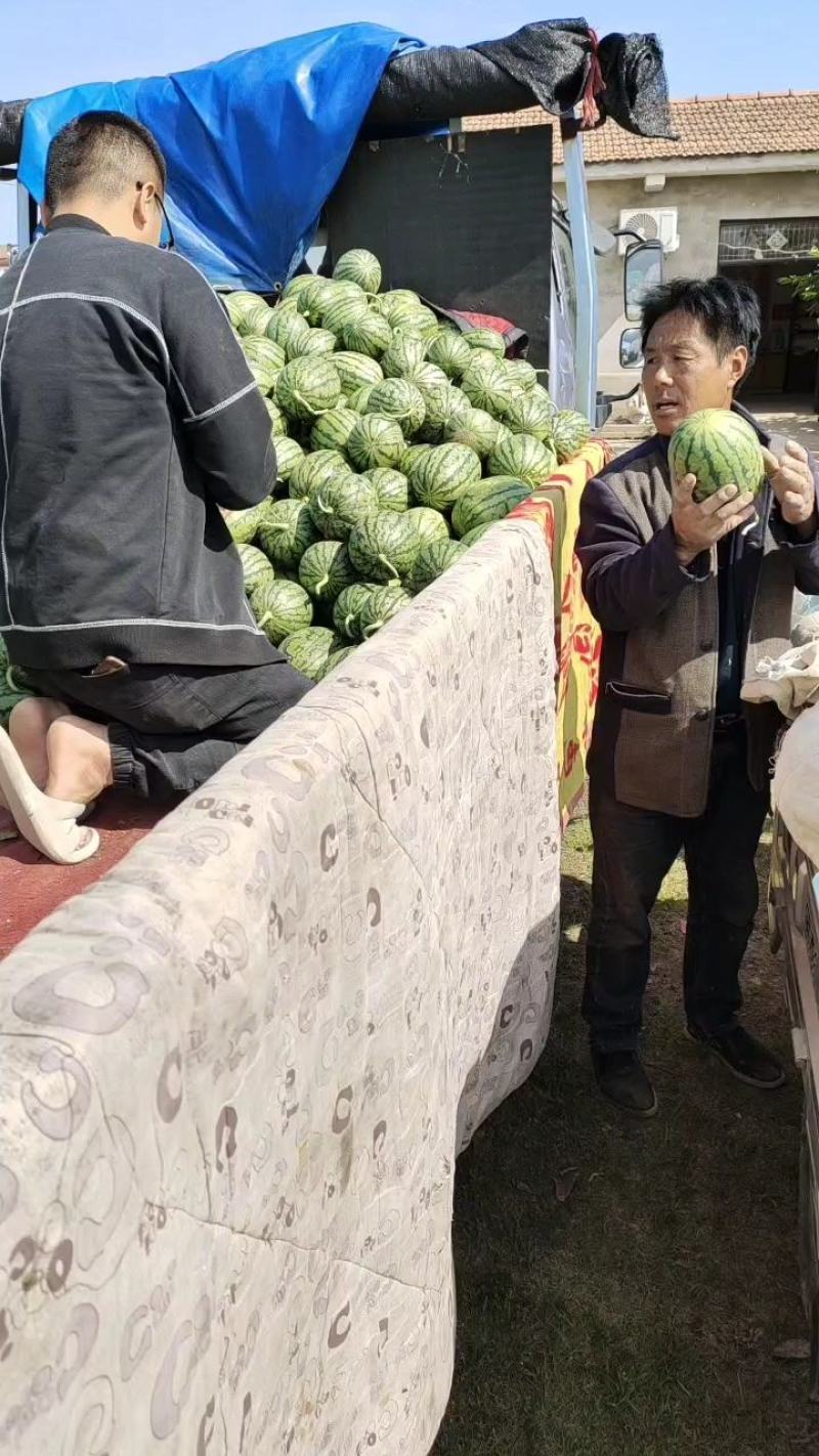 早春红玉吊瓜，货源充足口感好，包熟包甜，质量为重中之重