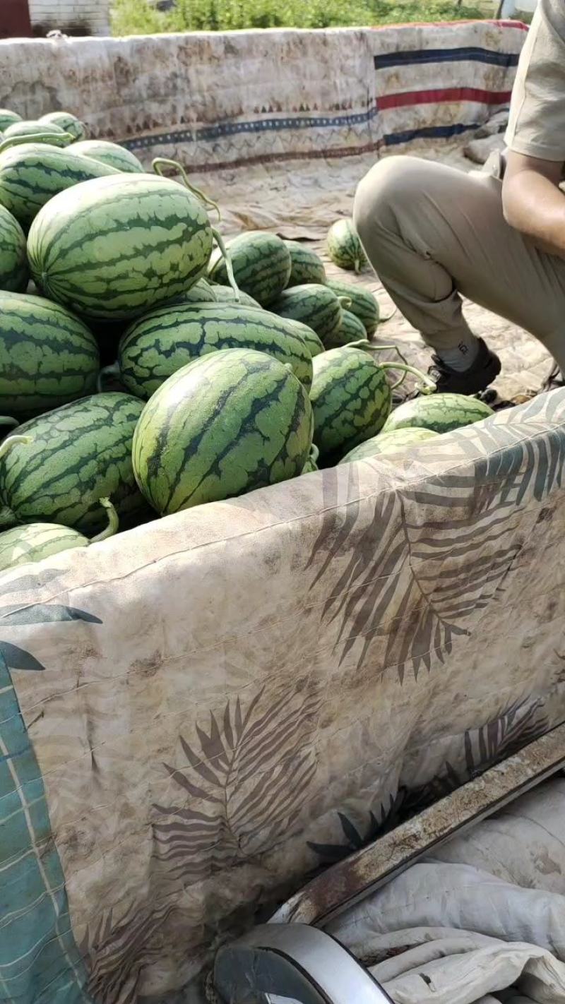 早春红玉吊瓜，货源充足口感好，包熟包甜，质量为重中之重