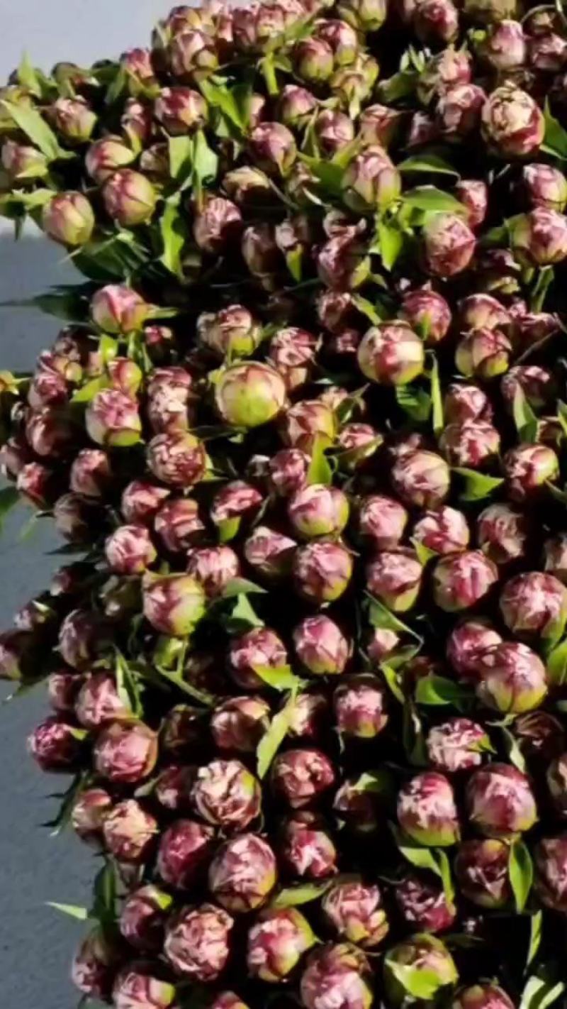 菏泽芍药鲜切花，大头切花千层重瓣芍药花，大量供应基地直销