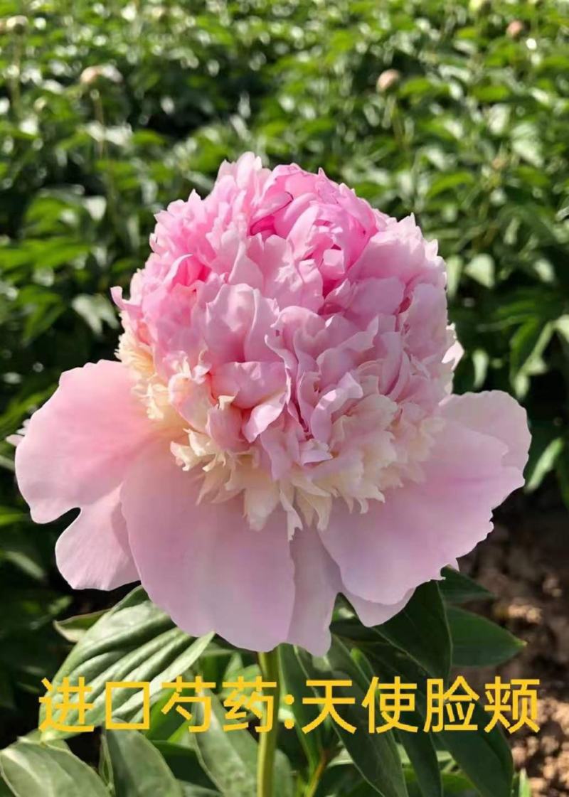 菏泽芍药鲜切花，大头切花千层重瓣芍药花，大量供应基地直销