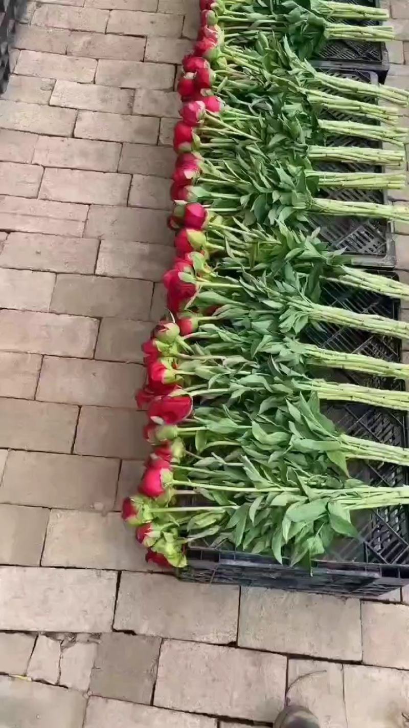 菏泽芍药鲜切花，大头切花千层重瓣芍药花，大量供应基地直销