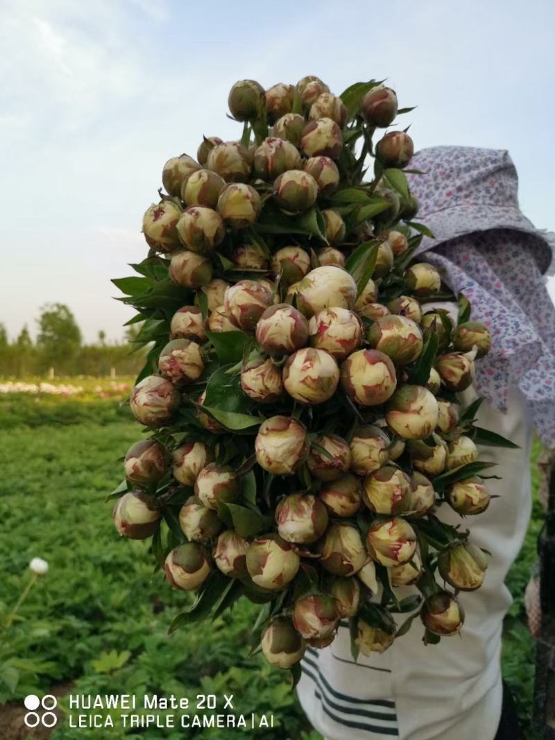 菏泽芍药鲜切花，大头切花千层重瓣芍药花，大量供应基地直销