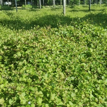 连钱草