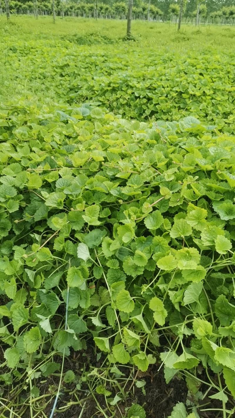连钱草