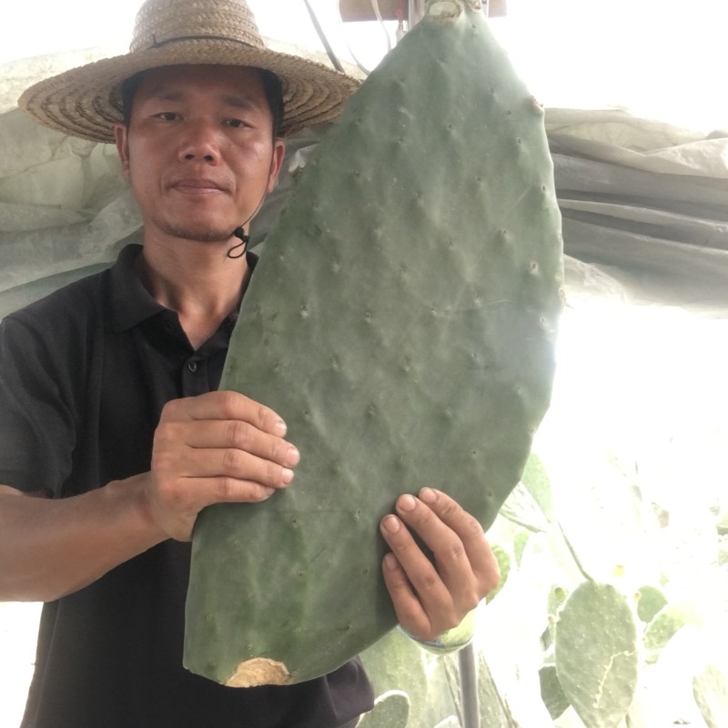 仙人掌叶片梨果米邦塔仙人掌新鲜现割叶子