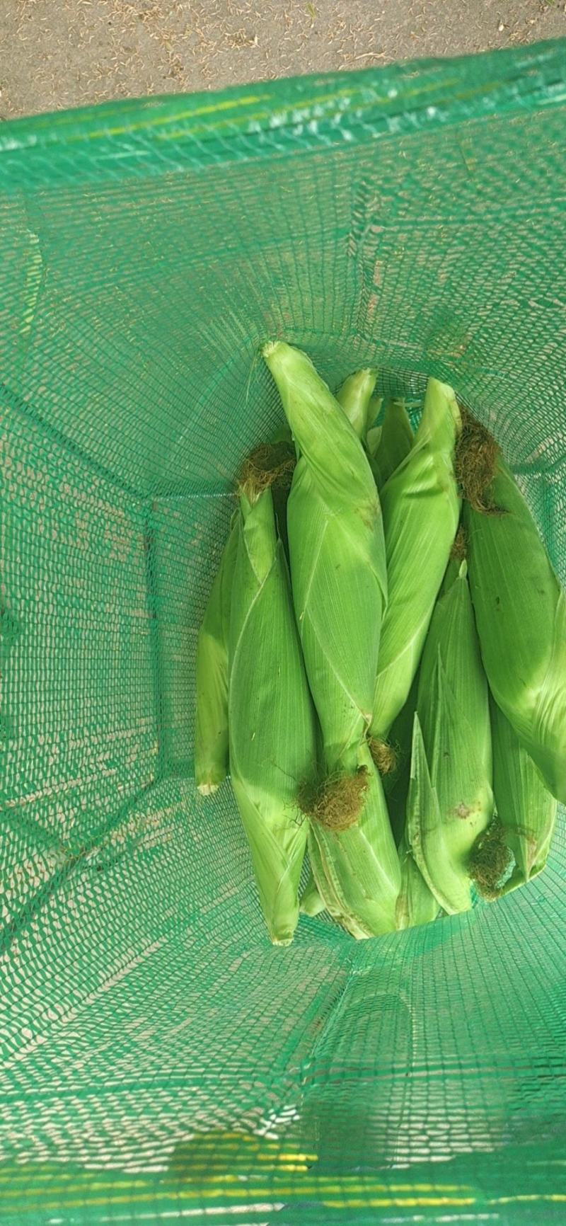 东台糯玉米大量上市