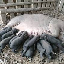 黑猪崽30头，20--40斤