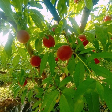 胭脂脆。突围。脆香甜。耐运输，耐储存，种植技术成熟园子货