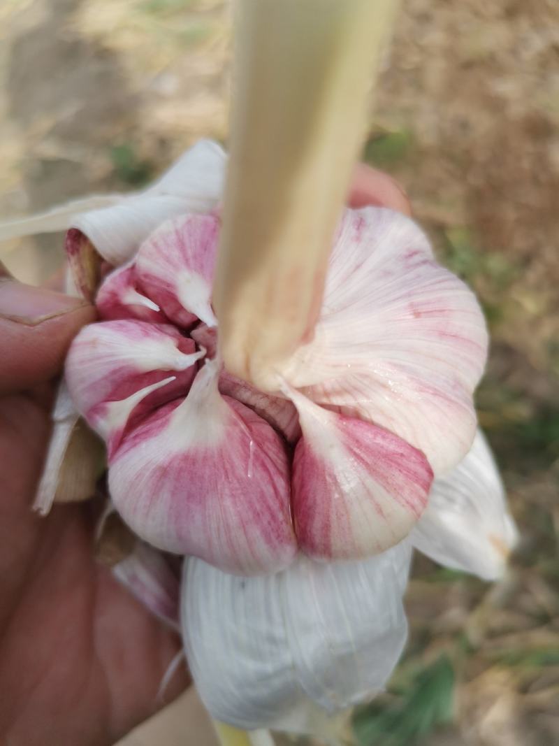紫皮大蒜，大蒜，鲜蒜，太空蒜