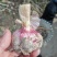 紫皮大蒜，大蒜，鲜蒜，太空蒜