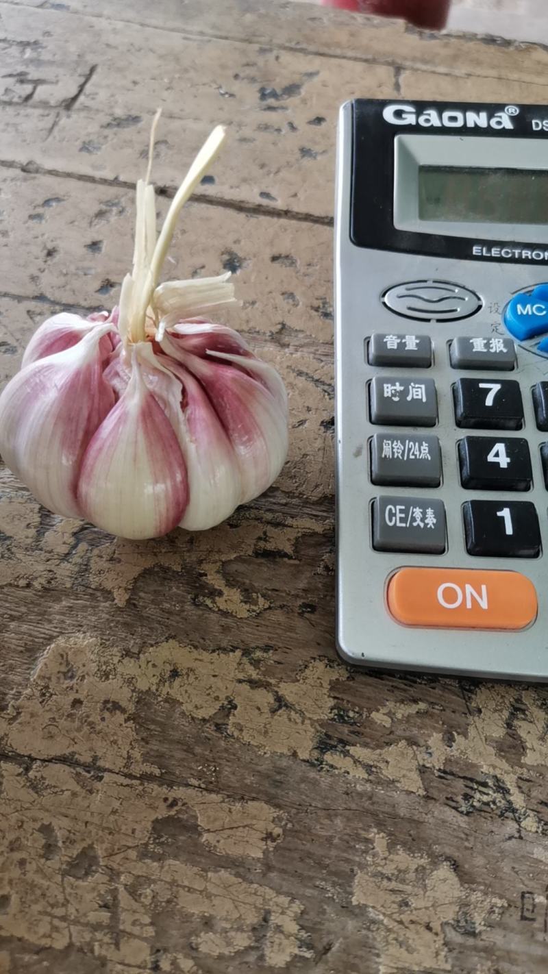 紫皮大蒜，大蒜，鲜蒜，太空蒜