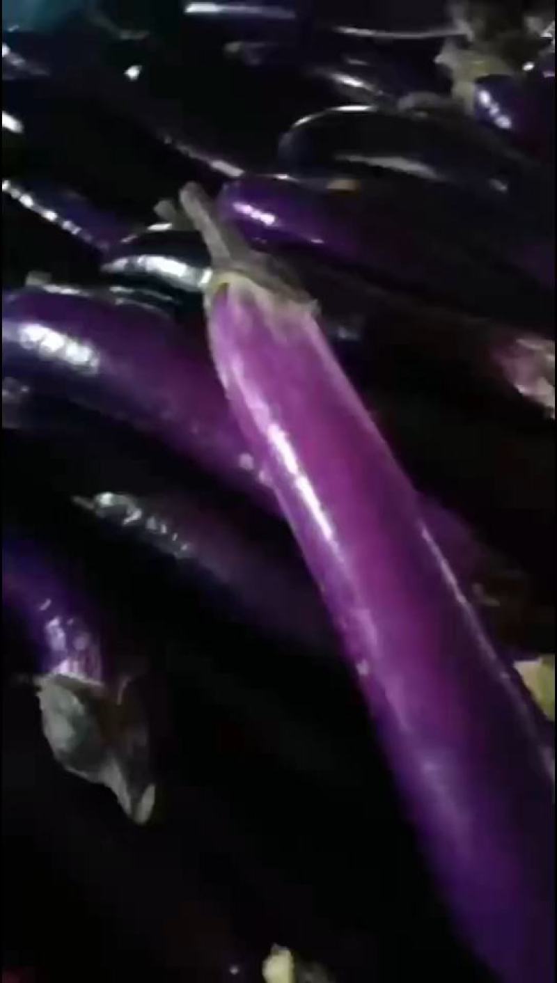 紫茄子，长茄子产地大量有货支持视频看货欢迎来电