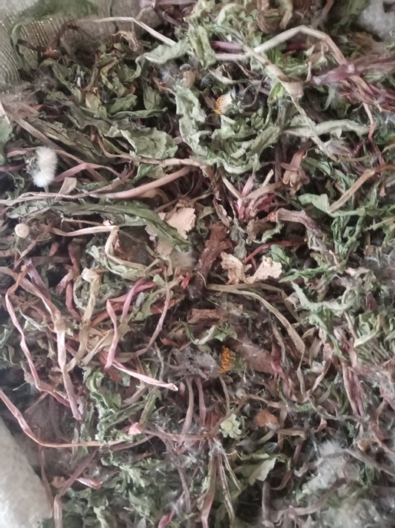 蒲公英水洗带根全干货非人工种植色青无霉变