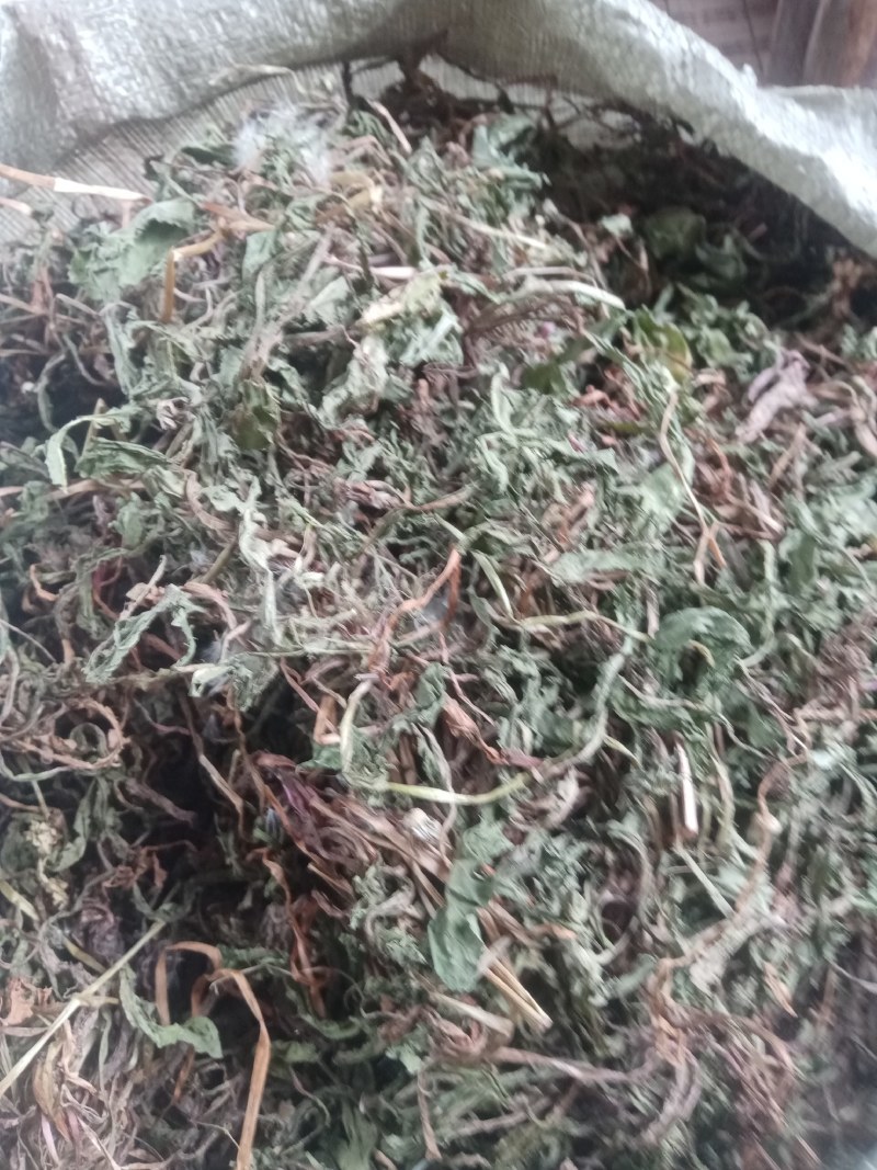蒲公英水洗带根全干货非人工种植色青无霉变