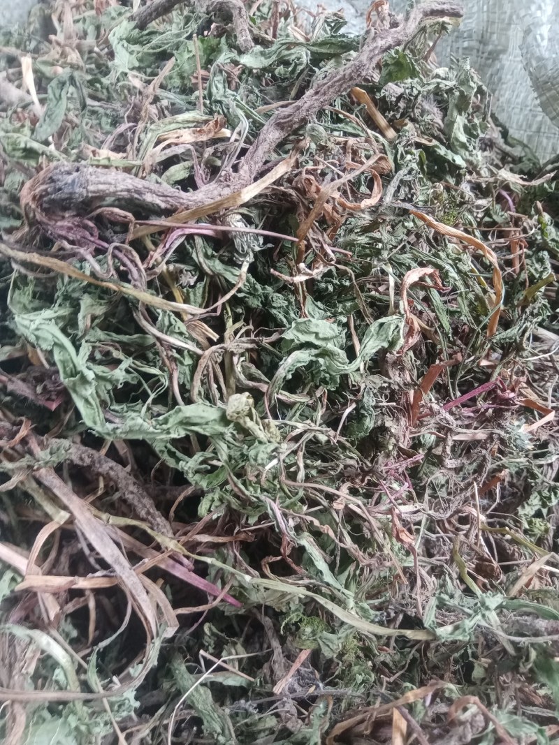 蒲公英水洗带根全干货非人工种植色青无霉变