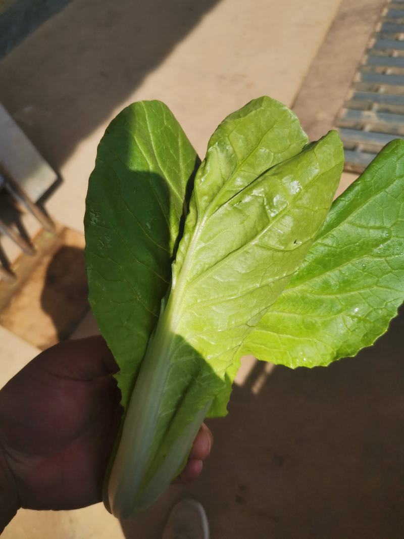 精品上海青，小白菜，油麦菜，菠菜，山东曹县基地直供，