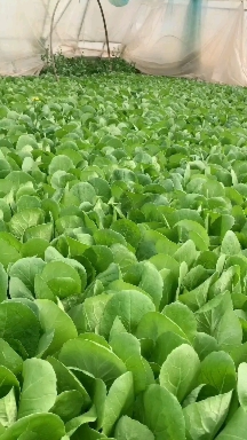 精品上海青，小白菜，油麦菜，菠菜，山东曹县基地直供，