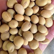 海华农产品菜黄豆