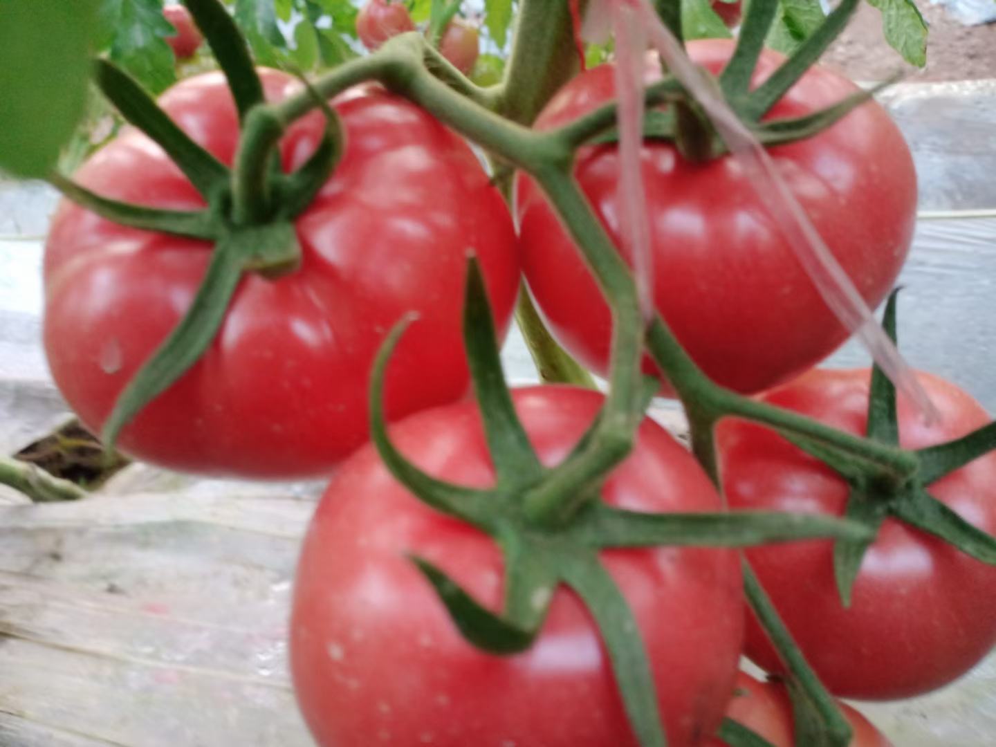 多个成熟红色西红柿摆放在木质托盘上,阳光照射下呈现鲜艳色泽 成熟红色西红柿特写