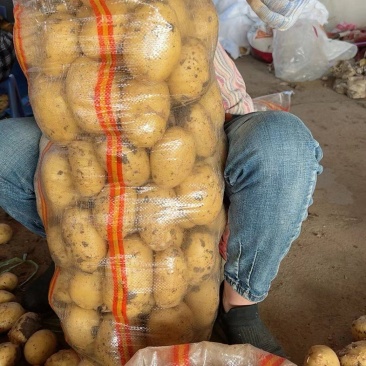 南阳黄心土豆大量上市