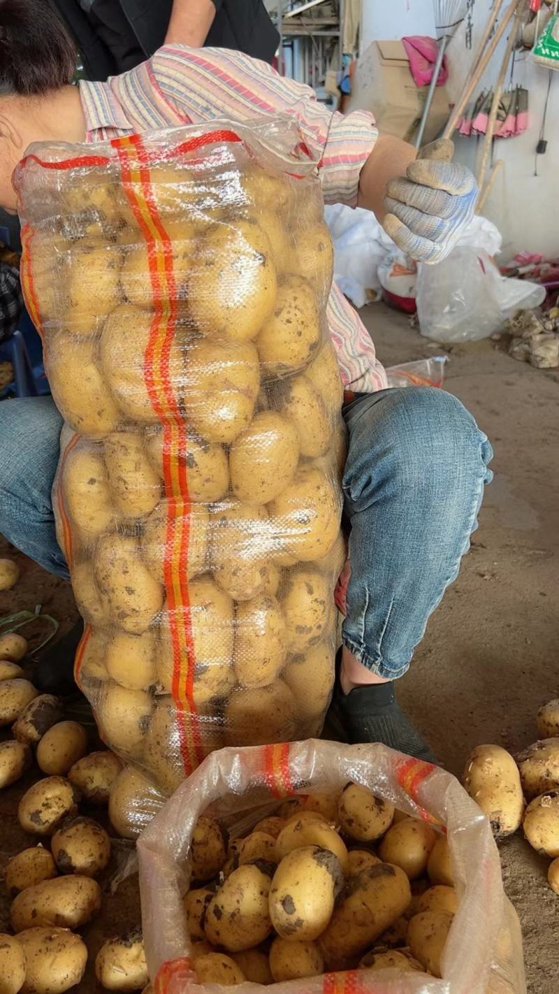 南阳黄心土豆大量上市