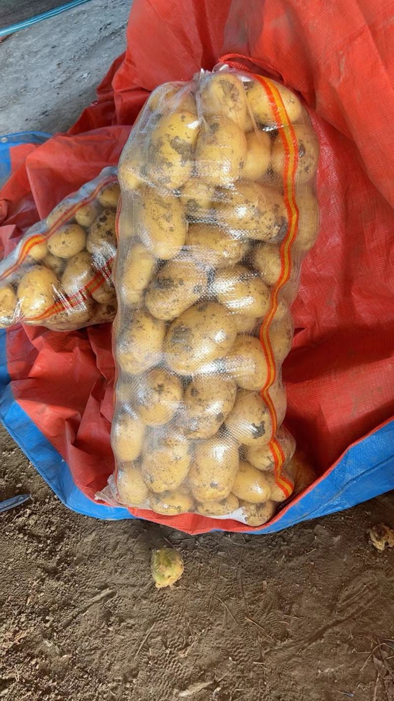 南阳黄心土豆大量上市