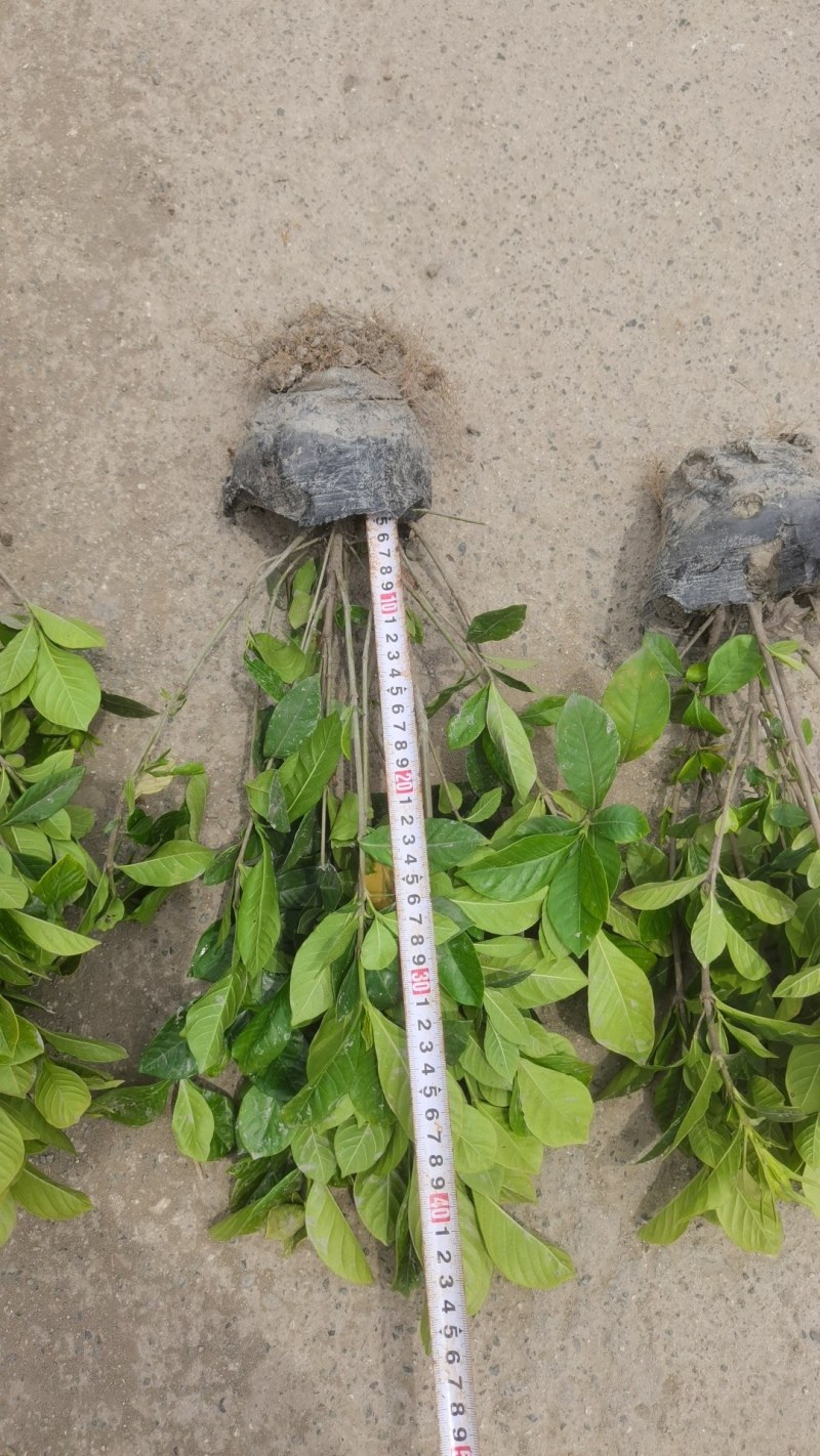 批发大栀子花二栀子花四季栀子花小栀子海栀子基地直销