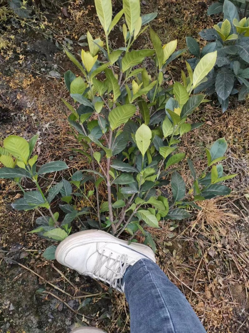 批发大栀子花二栀子花四季栀子花小栀子海栀子基地直销