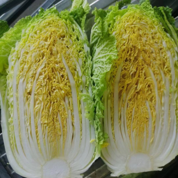 精品白菜黄心白菜玲珑白菜产地直发，发往全国