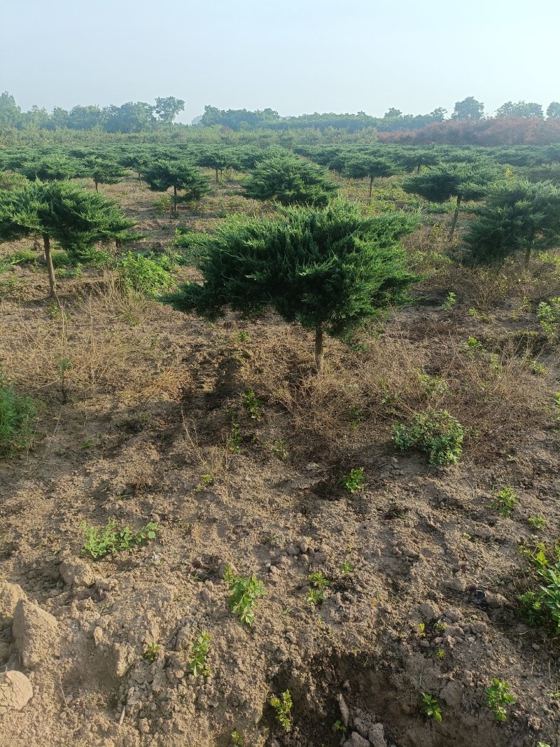 地龙