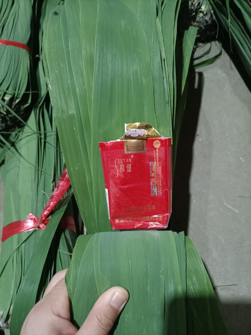 精品苇叶