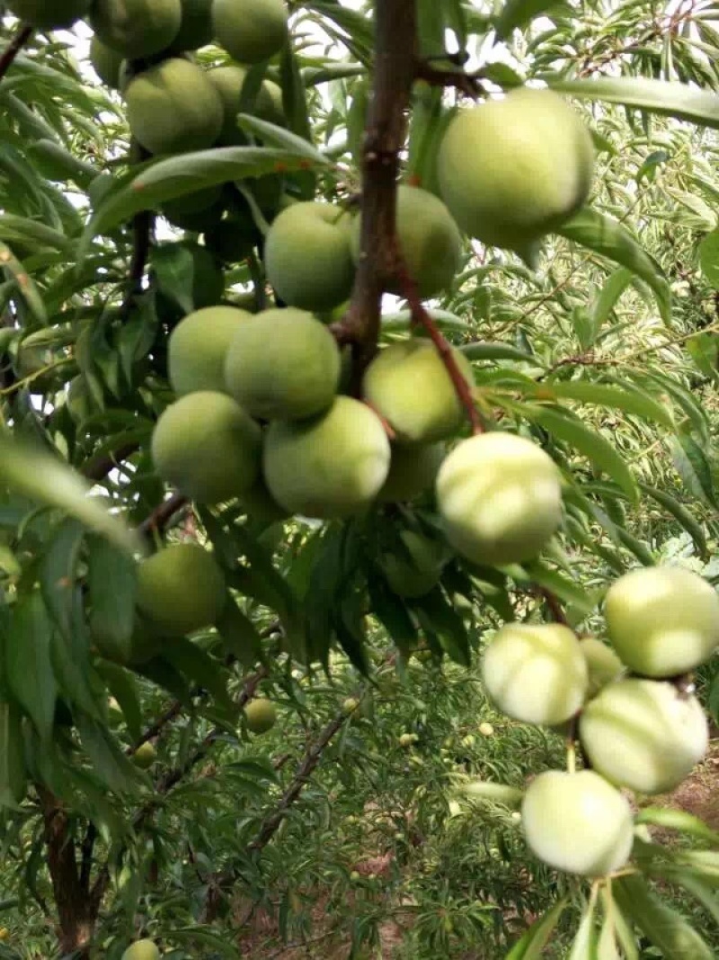 高海拔青脆李