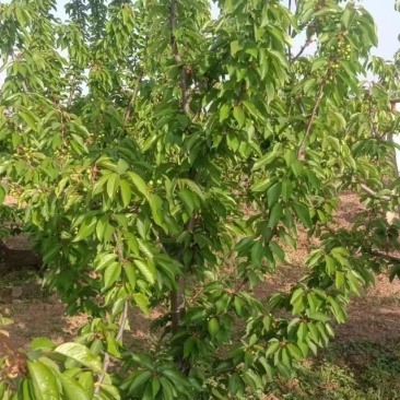 樱桃树
