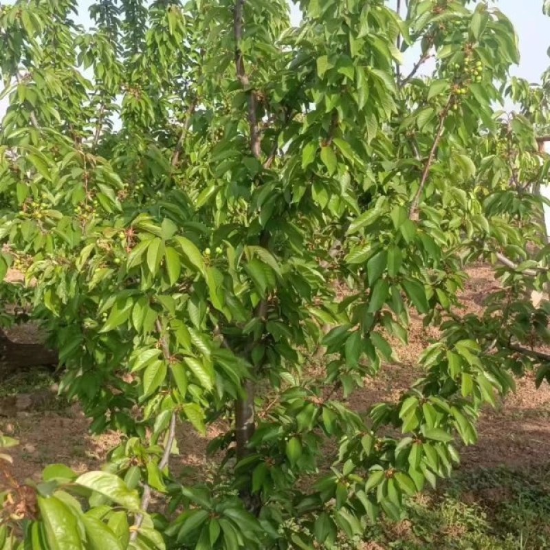 樱桃树