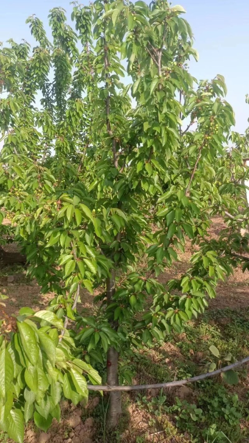 樱桃树
