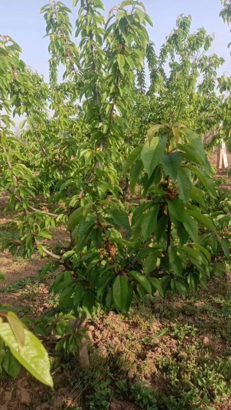 樱桃树