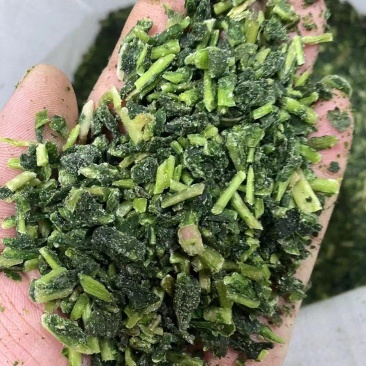 蒲公英婆婆丁碎的冷冻菜现挖加工批发做馅
