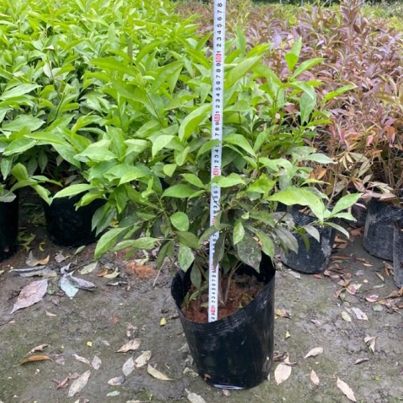 双色茉莉批发鸳鸯茉莉杯苗园林绿化工程苗批发