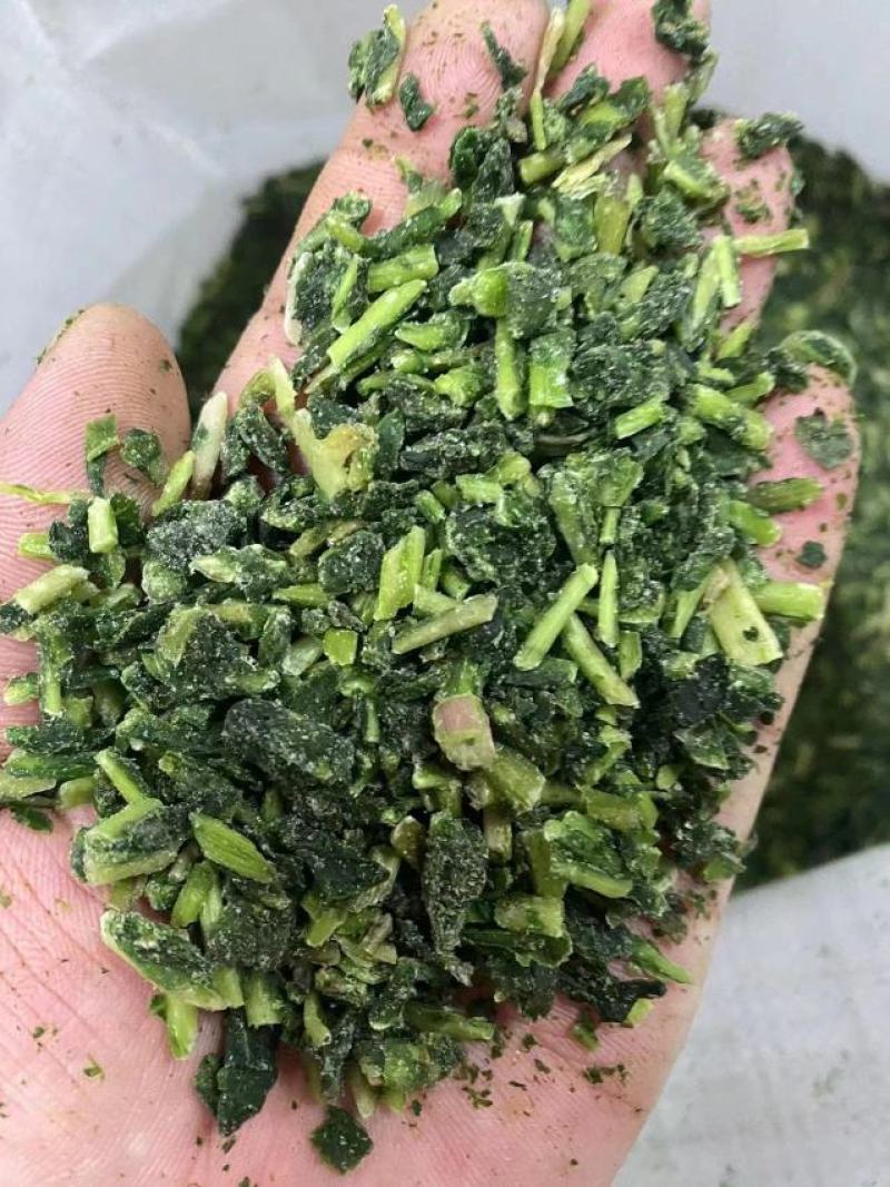 蒲公英婆婆丁碎的冷冻菜现挖加工批发做馅