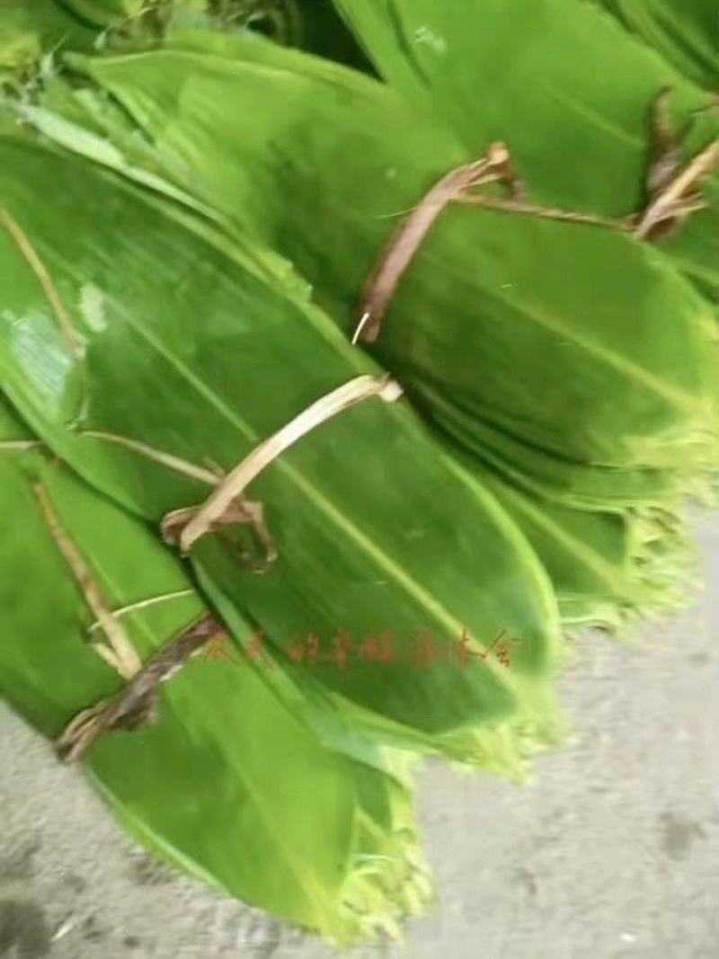 吉安新鲜粽叶深山野生天然现摘食用大粽子叶