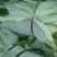吉安新鲜粽叶深山野生天然现摘食用大粽子叶