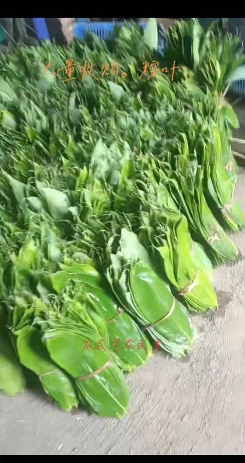 吉安新鲜粽叶深山野生天然现摘食用大粽子叶