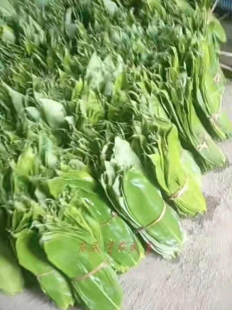 吉安新鲜粽叶深山野生天然现摘食用大粽子叶