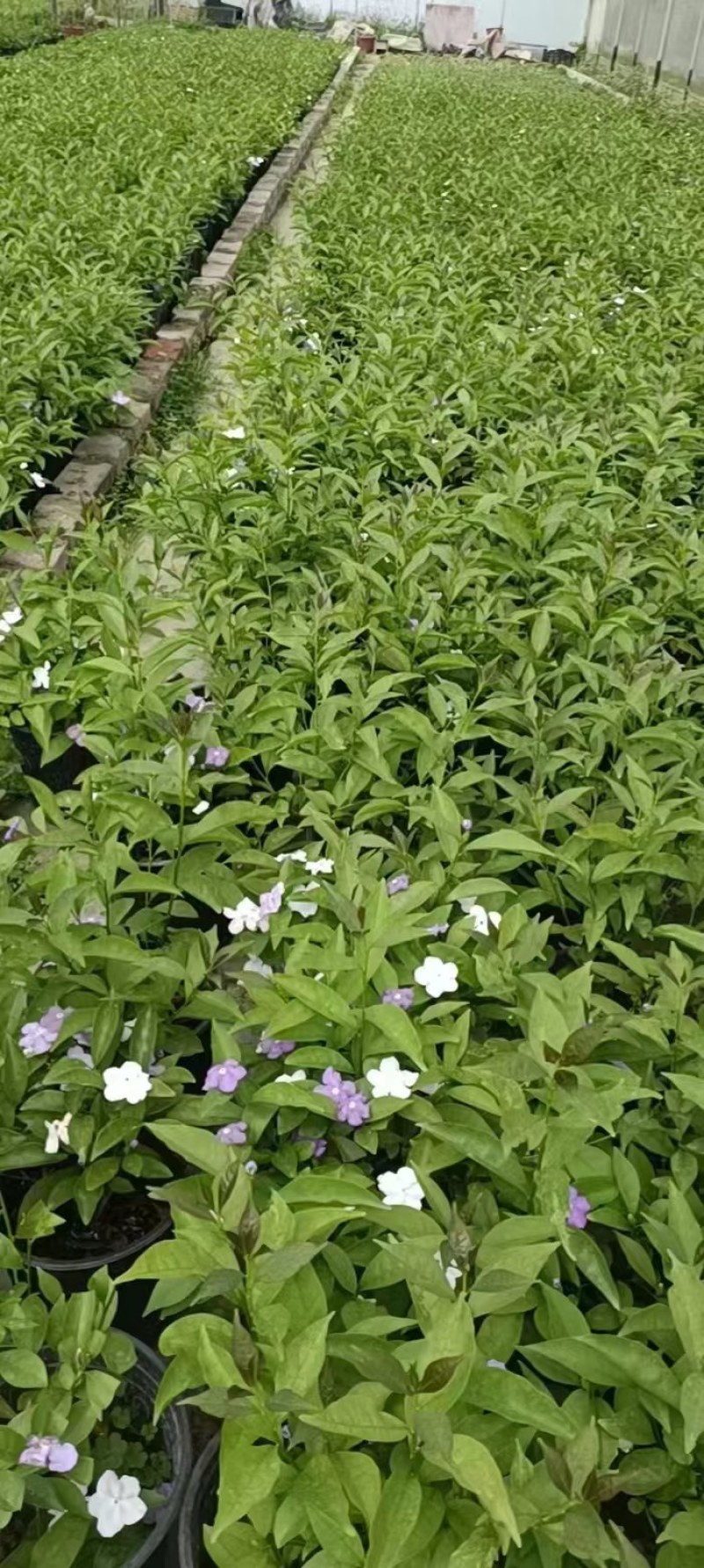 双色茉莉批发鸳鸯茉莉杯苗园林绿化工程苗批发